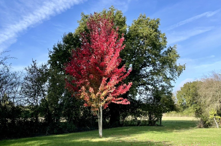 Photo d'un arbre dans la campagne