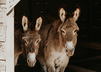 La Petite Motte - mini-ferme