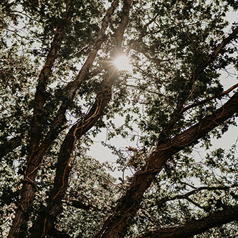 La Petite Motte - Lodges - Hébergement