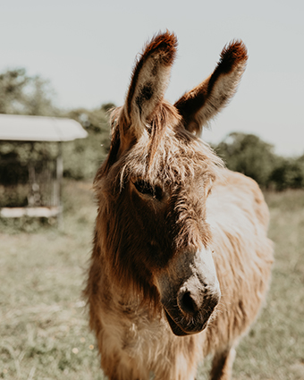 La Petite Motte - Mini ferme